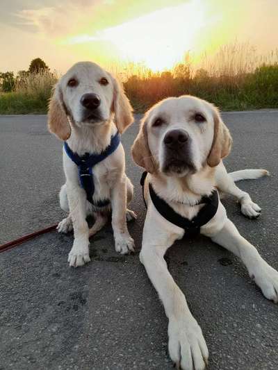 Wo sind die Golden Retriever Liebhaber?-Beitrag-Bild