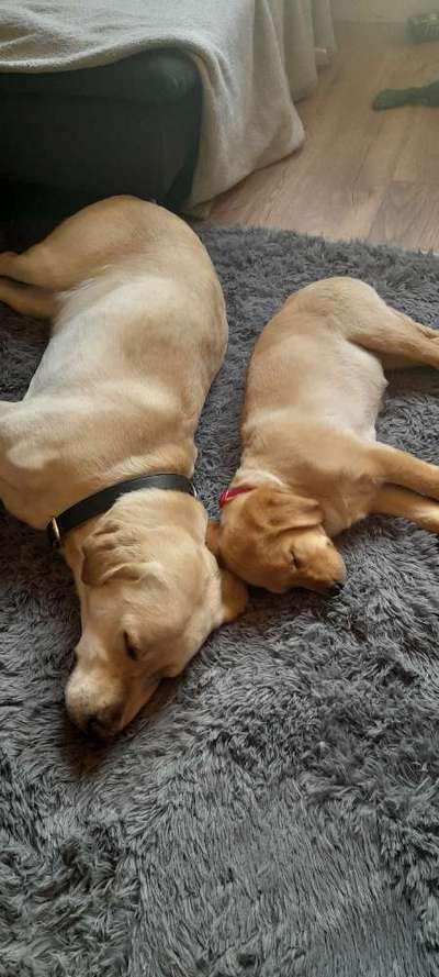 Wo sind die Golden Retriever Liebhaber?-Beitrag-Bild