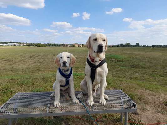 Wo sind die Golden Retriever Liebhaber?-Beitrag-Bild