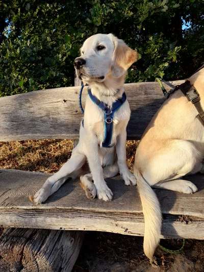 Wo sind die Golden Retriever Liebhaber?-Beitrag-Bild