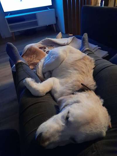 Wo sind die Golden Retriever Liebhaber?-Beitrag-Bild