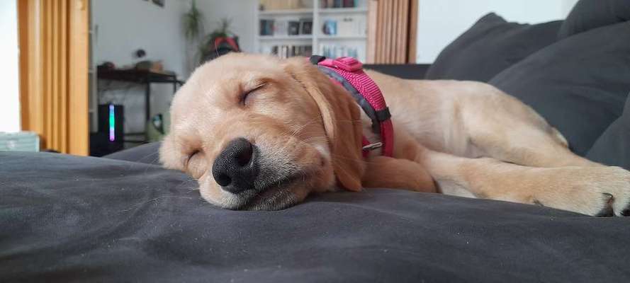 Wo sind die Golden Retriever Liebhaber?-Beitrag-Bild