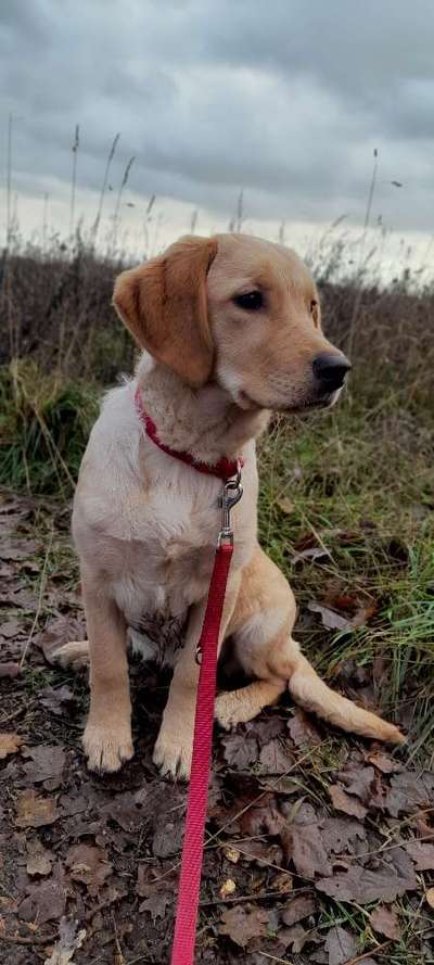 Wo sind die Golden Retriever Liebhaber?-Beitrag-Bild