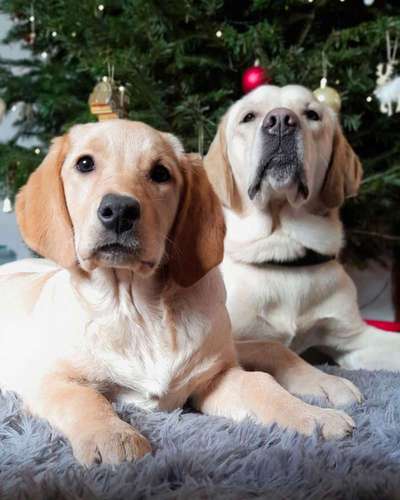 Wo sind die Golden Retriever Liebhaber?-Beitrag-Bild