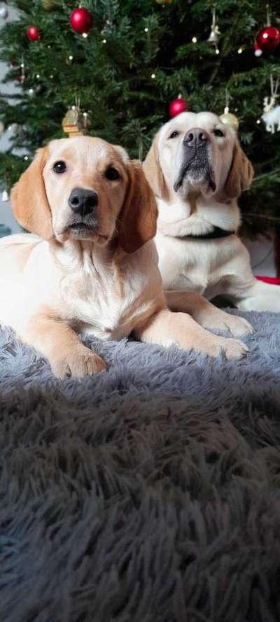 Dogorama Photo Challenge - Bescherung-Beitrag-Bild