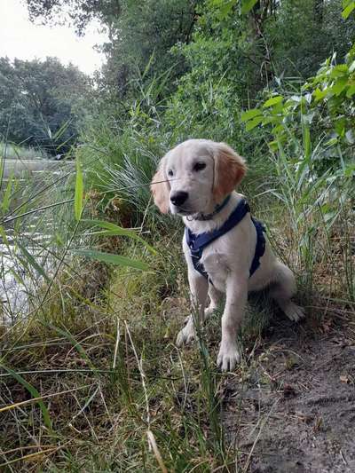 Wo sind die Golden Retriever Liebhaber?-Beitrag-Bild