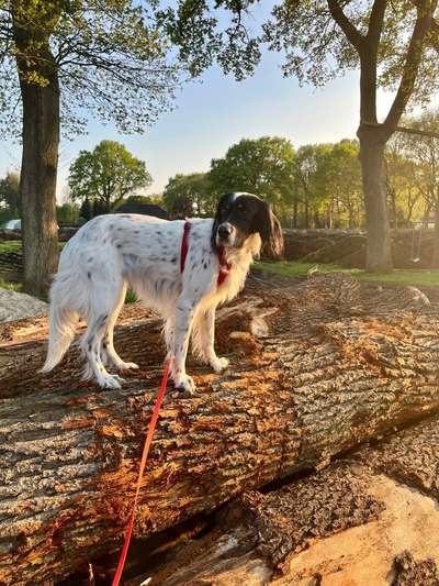 Hundetreffen-Gassi/-Spielpartner gesucht-Bild