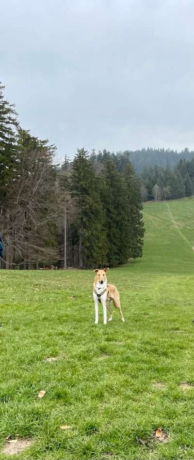 Kurzhaarcollies (und Mixe)-Beitrag-Bild