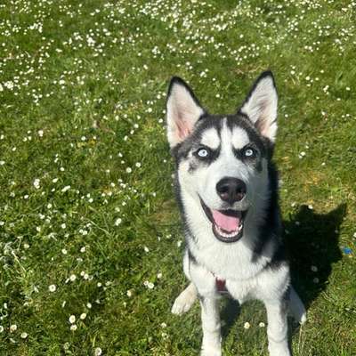 Hundetreffen-Spielkameraden gesucht :)-Bild