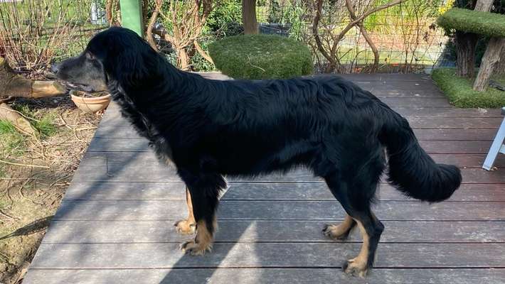 Hovawart-Beitrag-Bild