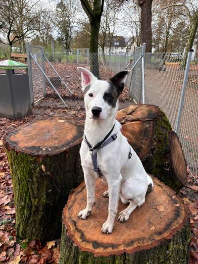 Hundetreffen-Gemeinsame Gassirunde-Bild