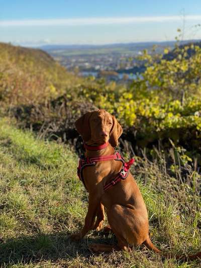 Magyar Vizsla UK-Beitrag-Bild