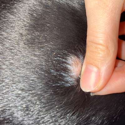 Hautentzündung?-Beitrag-Bild