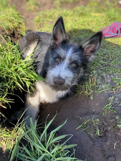 Hundetreffen-Welpentreffen-Bild