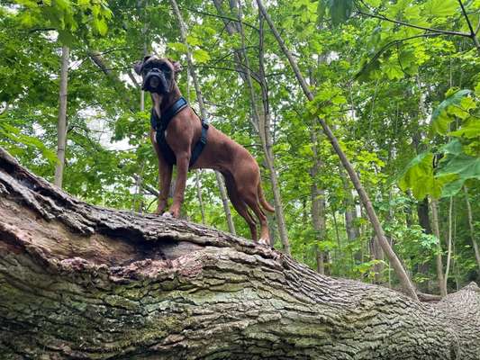 Boxer ???-Beitrag-Bild