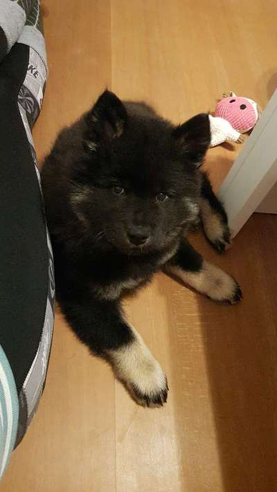 Eurasier hier?-Beitrag-Bild