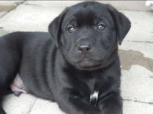 Rhodesian Ridgeback-Beitrag-Bild