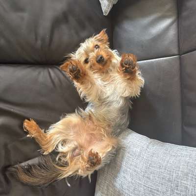 Hundetreffen-Gemeinsames Spazieren-Bild
