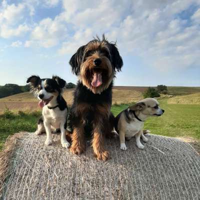 Hundetreffen-Toben