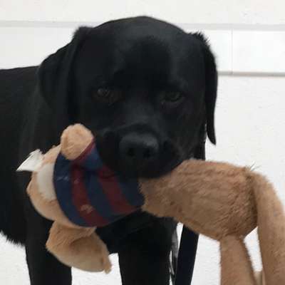 Hundetreffen-Spielpartner/Runde Flingern und Umgebung gesucht-Bild