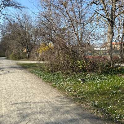 Giftköder-Tote Katze-Bild