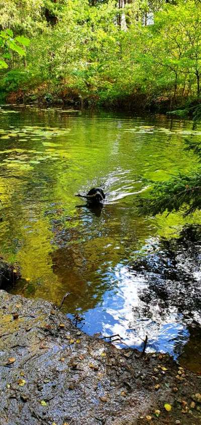 Hundetreffen-:: Rabaukentreff 🙃 ::-Bild