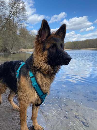 Dogorama-Monats-Challenge-Mai "Wasser"-Beitrag-Bild