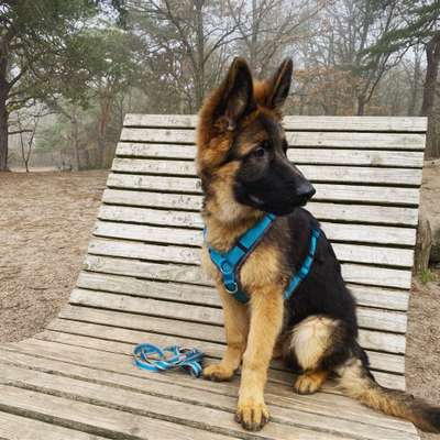 Schäferhund-Beitrag-Bild