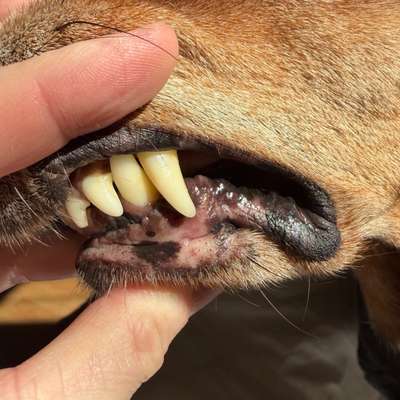 Pigmentierung im Maul-Beitrag-Bild