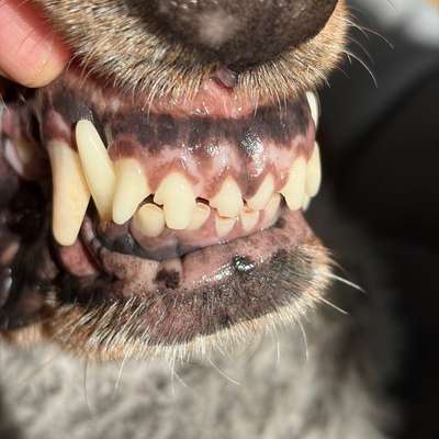 Pigmentierung im Maul-Beitrag-Bild