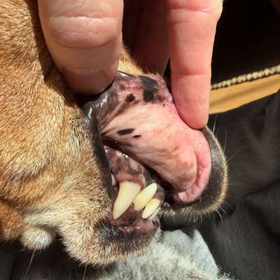 Pigmentierung im Maul-Beitrag-Bild