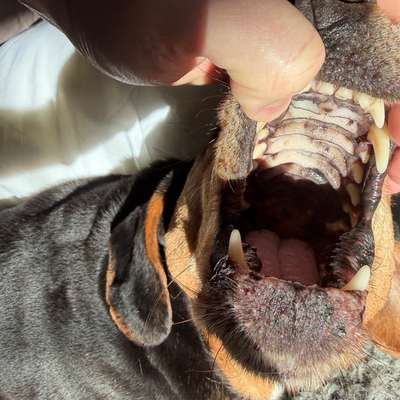 Pigmentierung im Maul-Beitrag-Bild