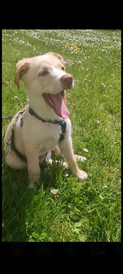 Labradorfans-Beitrag-Bild