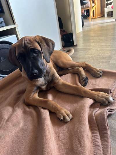 Welpen Bilder !-Beitrag-Bild