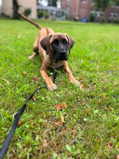 Rhodesian Ridgeback-Beitrag-Bild