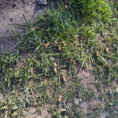 Giftköder-Unbekannte Pellets-Bild