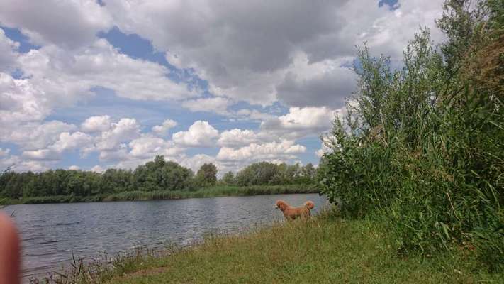 Dogorama-Monats-Challenge-Mai "Wasser"-Beitrag-Bild