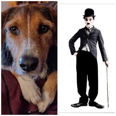 Wie heißt dein Hund?-Beitrag-Bild