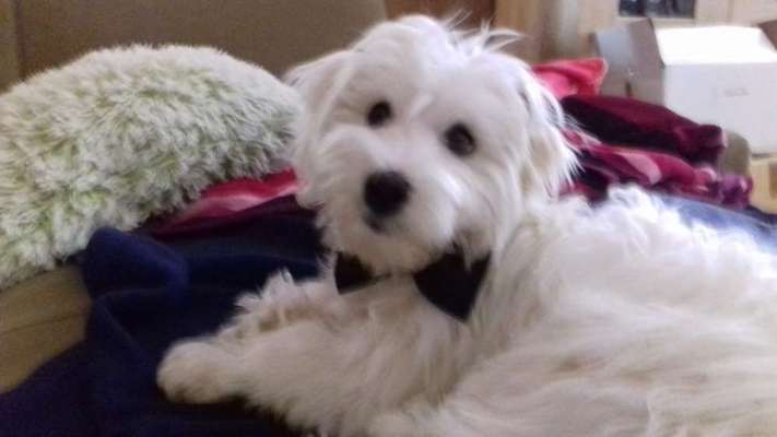 Die Dogorama Wochen Challenge-Beitrag-Bild