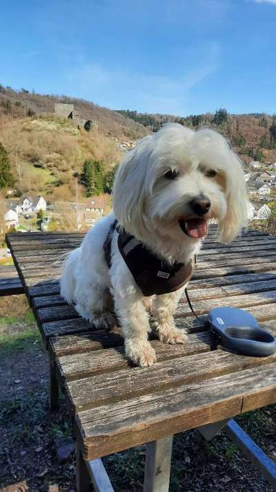 Maltipoo Freunde-Beitrag-Bild