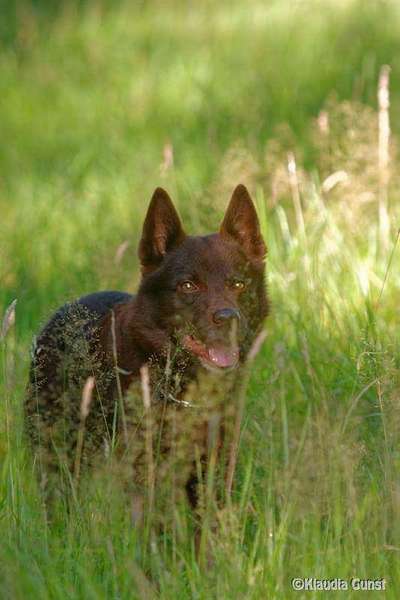 Die Dogorama Kalender Challenge Titelbild-Beitrag-Bild