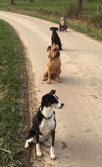 Bester Freund, Hundekumpel - zeigt her!-Beitrag-Bild