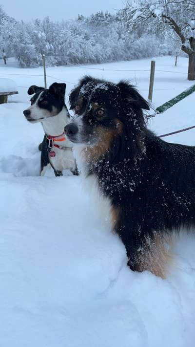Bester Freund, Hundekumpel - zeigt her!-Beitrag-Bild