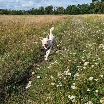 Hundetreffen-Spielrunde/ Gassirunde-Bild