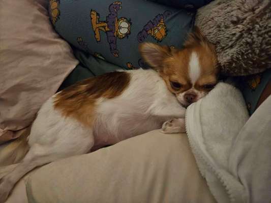 Hundetreffen-Mini Chihuahua Treffen-Bild