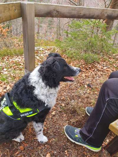 Fotochallenge No. 26                                     Wald und Wiese-Beitrag-Bild