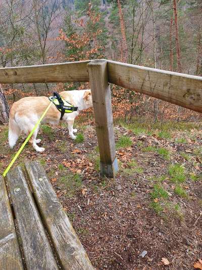 Fotochallenge No. 26                                     Wald und Wiese-Beitrag-Bild