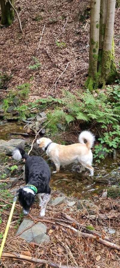 Die Dogorama Wochen Challenge-Beitrag-Bild