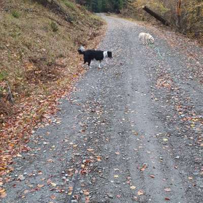 Hundeauslaufgebiet-Rauenstein-Bild