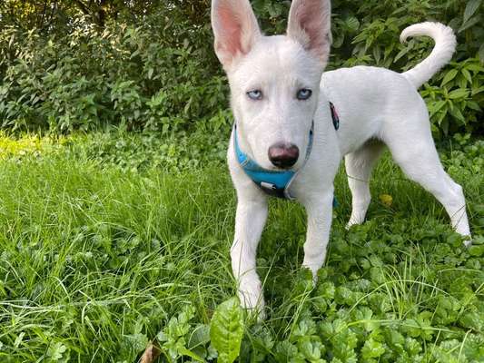 Husky-Beitrag-Bild